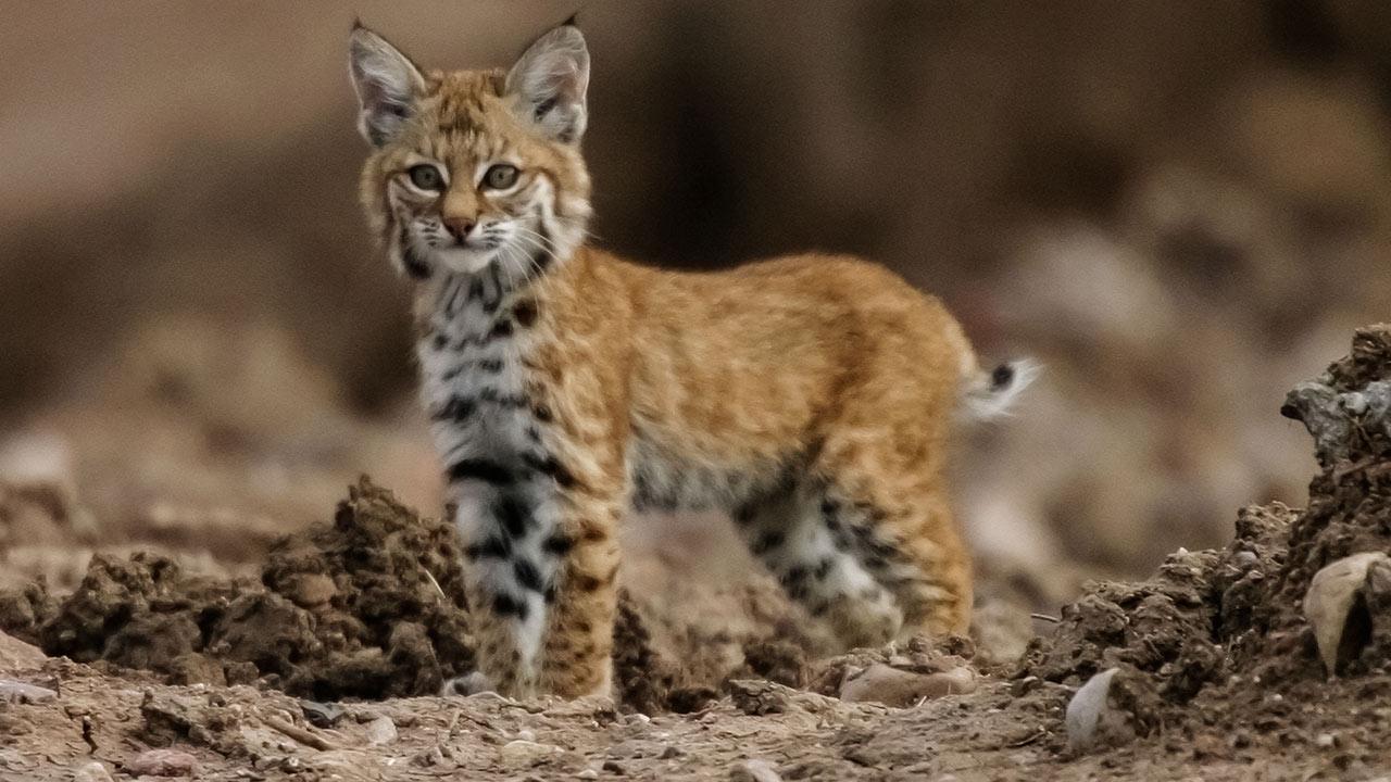 Bobcat