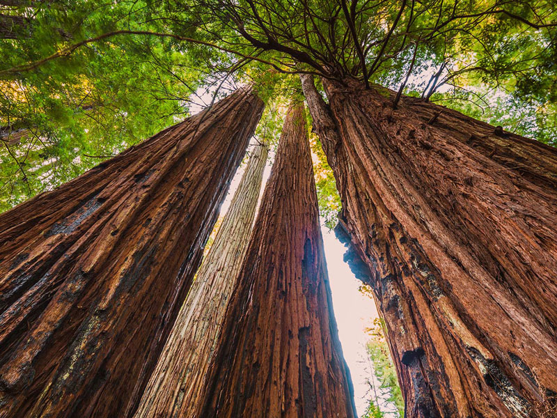 Redwoods